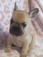Akc henry, a male French Bulldog for sale in Duncan, OK – 4 of 8