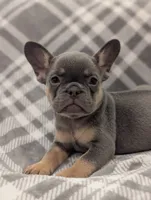 Kodak akc, a female French Bulldog for sale in Duncan, OK – 5 of 7