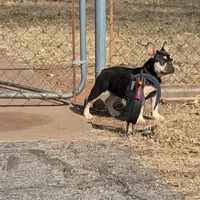 AKC coffee, a female French Bulldog for sale in Duncan, OK – 1 of 6