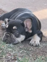 AKC coffee, a female French Bulldog for sale in Duncan, OK – 2 of 6