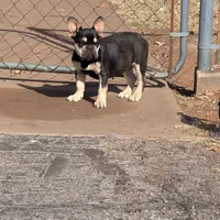 AKC coffee, a female French Bulldog for sale in Duncan, OK – 5 of 6
