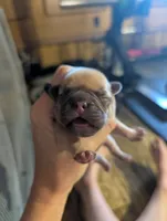 Akc baby boy, a male French Bulldog for sale in Duncan, OK – 4 of 4