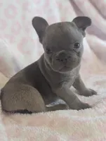 Akc tonka, a male French Bulldog for sale in Duncan, OK – 5 of 7