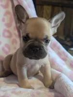 Akc henry, a male French Bulldog for sale in Duncan, OK – 8 of 8