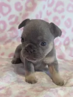 Akc mattie, a female French Bulldog for sale in Duncan, OK – 7 of 9