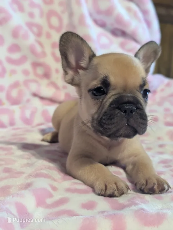 Akc baby boy – French Bulldog puppy for sale in Duncan, OK