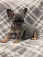 Kodak akc, a female French Bulldog for sale in Duncan, OK – 2 of 7