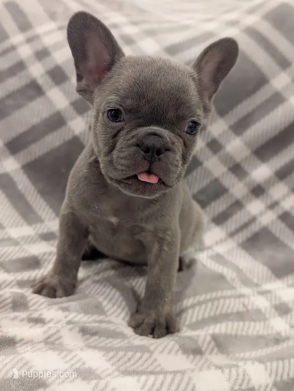 Akc tonka – French Bulldog puppy for sale in Duncan, OK