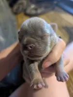Akc mattie, a female French Bulldog for sale in Duncan, OK – 4 of 4