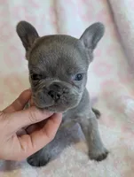 Akc tonka, a male French Bulldog for sale in Duncan, OK – 3 of 7