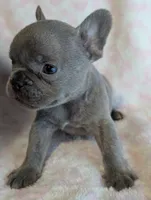 Akc tonka, a male French Bulldog for sale in Duncan, OK – 4 of 7