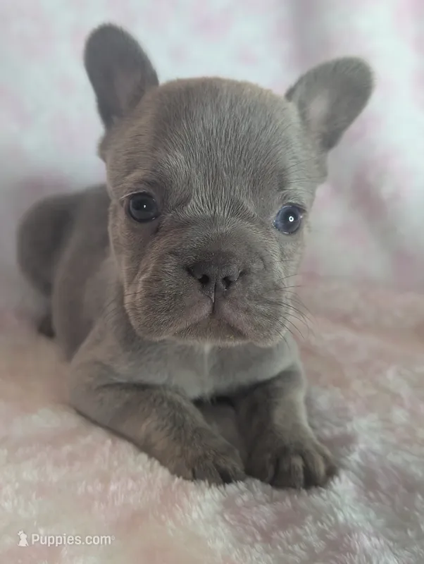 Akc tonka – French Bulldog puppy for sale in Duncan, OK