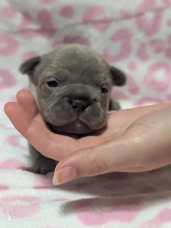 Akc shelby – French Bulldog puppy for sale in Duncan, OK