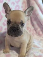 Akc baby boy, a male French Bulldog for sale in Duncan, OK – 7 of 9