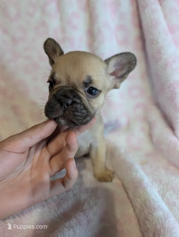 Akc baby boy – French Bulldog puppy for sale in Duncan, OK