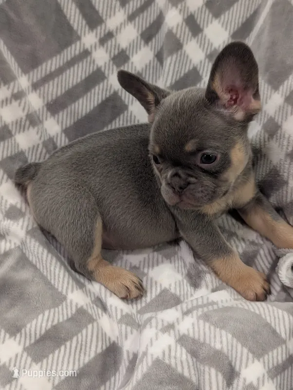 Kodak akc – French Bulldog puppy for sale in Duncan, OK
