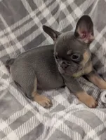 Kodak akc, a female French Bulldog for sale in Duncan, OK – 1 of 7