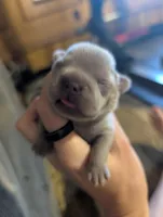 Akc shelby, a female French Bulldog for sale in Duncan, OK – 3 of 3