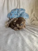 Nelson, a male Chihuahua for sale in Saint Louis, MO – Photo 6 of 10