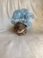 Nelson, a male Chihuahua for sale in Saint Louis, MO – Photo 3 of 10