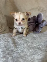 Victor , a male Chihuahua for sale in Saint Louis, MO – 5 of 9