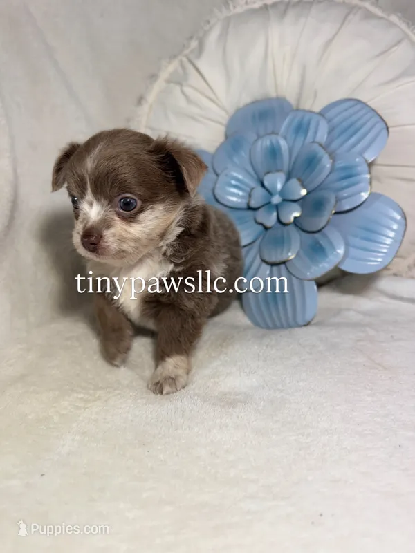Reggie – Chihuahua puppy for sale in Saint Louis, MO