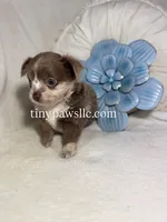 Reggie, a male Chihuahua for sale in Saint Louis, MO – 1 of 9