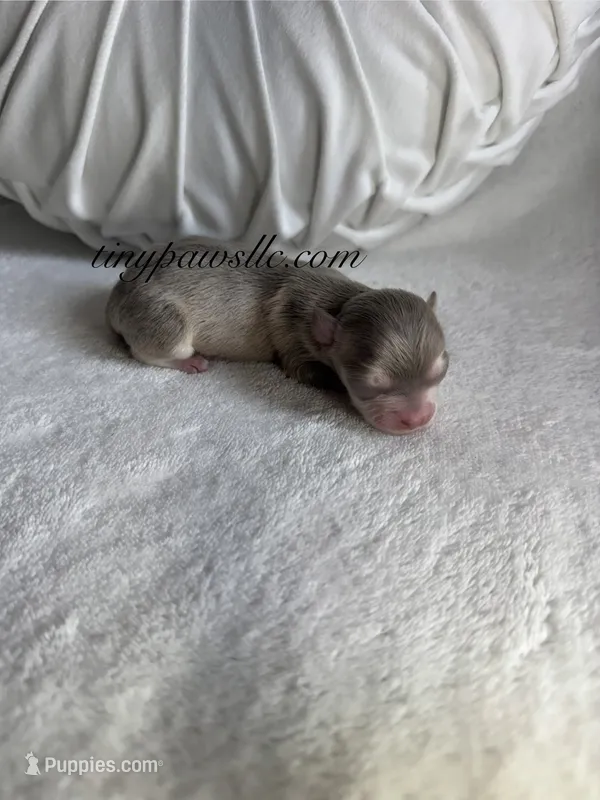 Didi  – Chihuahua puppy on hold in Saint Louis, MO