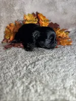 Crash , a male Chihuahua for sale in Saint Louis, MO – 4 of 10