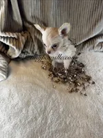 Vivian , a female Chihuahua for sale in Saint Louis, MO – 6 of 9