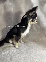 Destry, a female Chihuahua for sale in Saint Louis, MO – 7 of 9