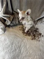 Vivian , a female Chihuahua for sale in Saint Louis, MO – 5 of 9
