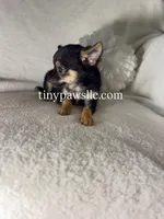 Mr. Nibbles (Nibs), a male Chihuahua for sale in Saint Louis, MO – 4 of 10
