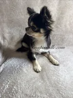 Dawson , a male Chihuahua for sale in Saint Louis, MO – 10 of 10