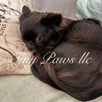 Nelson , a male Chihuahua for sale in Saint Louis, MO – Photo 9 of 9