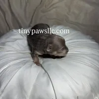 Nelson , a male Chihuahua for sale in Saint Louis, MO – Photo 5 of 9