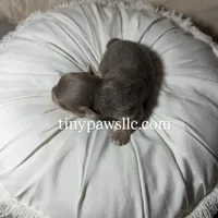 Nelson , a male Chihuahua for sale in Saint Louis, MO – Photo 6 of 9