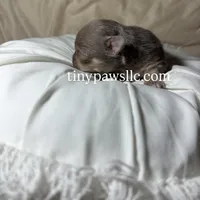 Nelson , a male Chihuahua for sale in Saint Louis, MO – Photo 1 of 9