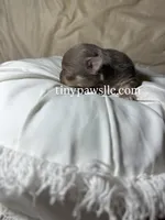 Nelson , a male Chihuahua for sale in Saint Louis, MO – Photo 1 of 9