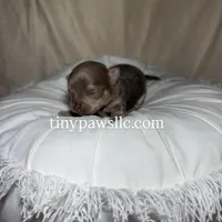 Nelson , a male Chihuahua for sale in Saint Louis, MO – Photo 3 of 9