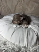 Nelson , a male Chihuahua for sale in Saint Louis, MO – Photo 4 of 9