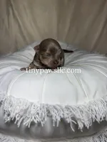 Nelson , a male Chihuahua for sale in Saint Louis, MO – Photo 2 of 9