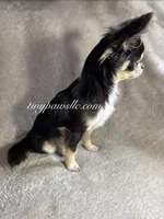 Didi , a female Chihuahua for sale in Saint Louis, MO – 6 of 9