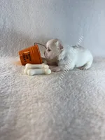 Dawson , a male Chihuahua for sale in Saint Louis, MO – 4 of 10
