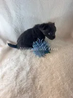 Thatcher, a male Chihuahua for sale in Saint Louis, MO – 3 of 10