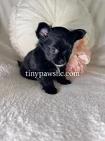 Reyna , a female Chihuahua for sale in Saint Louis, MO – 6 of 9