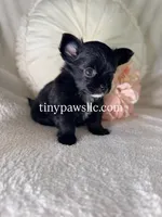 Reyna , a female Chihuahua for sale in Saint Louis, MO – 5 of 9