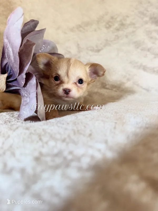 Victor  – Chihuahua puppy for sale in Saint Louis, MO
