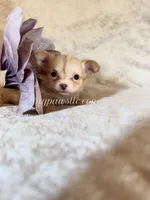 Victor , a male Chihuahua for sale in Saint Louis, MO – 1 of 9