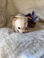 Victor , a male Chihuahua for sale in Saint Louis, MO – 7 of 9